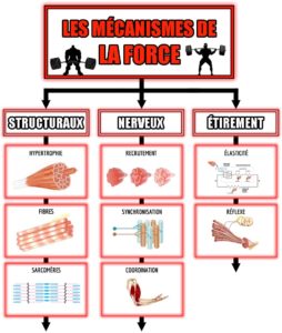 Tout savoir sur la force et la performance sportive