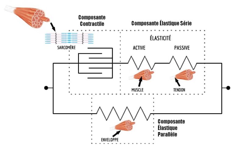 élasticité musculaire Modèle mécanique du muscle à 3 composantes de Shorten-Hill (1987).