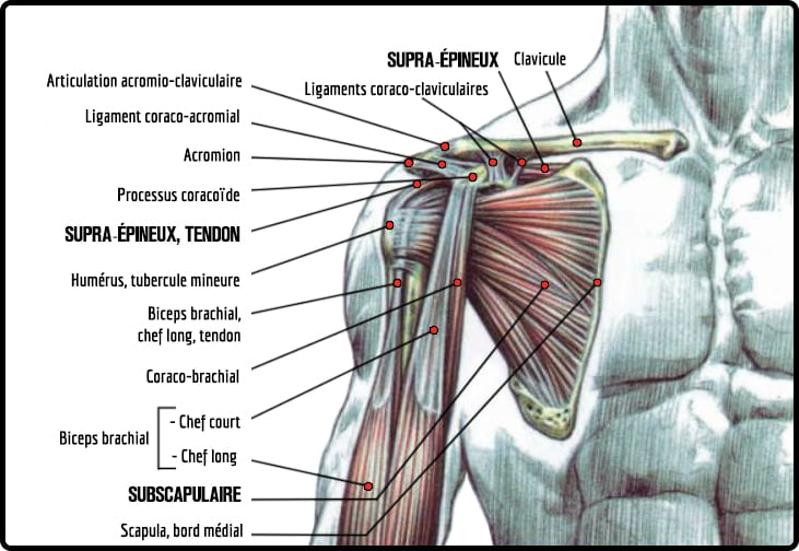 anatomie du chef long du biceps