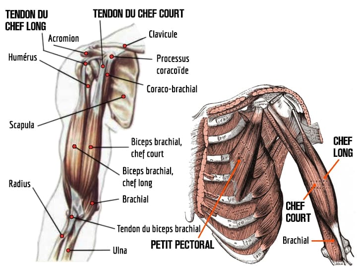 anatomie du chef long et court du biceps