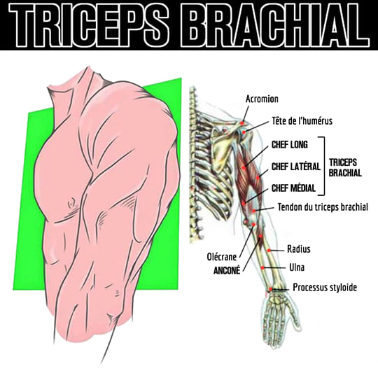 anatomie du triceps brachial