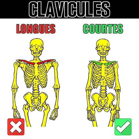 Morphologie du dips en street lifting et longueur des clavicules