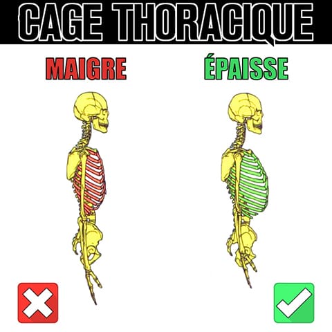 Morphologie du dips en street lifting et épaisseur de cage thoracique