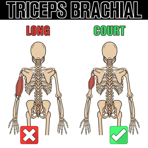 Anatomie du dips en street lifting et longueur des triceps