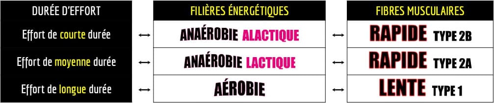 corrélation entre les durées d'effort et les différents types de filières énergétiques et fibres musculaires