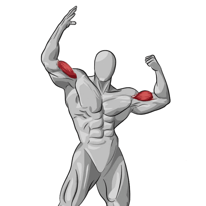 traction biceps brachial