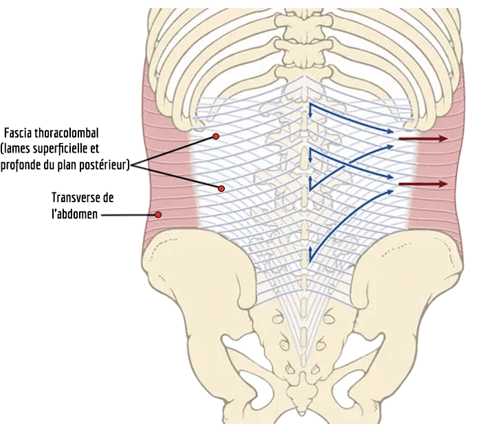 Fascia thoraco-lombal