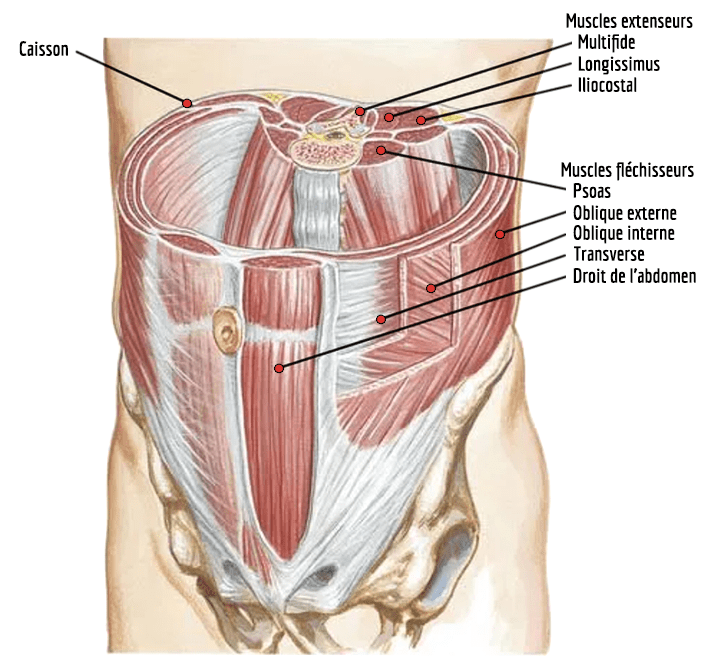 caisson abdominal