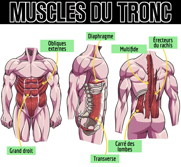 muscles du tronc