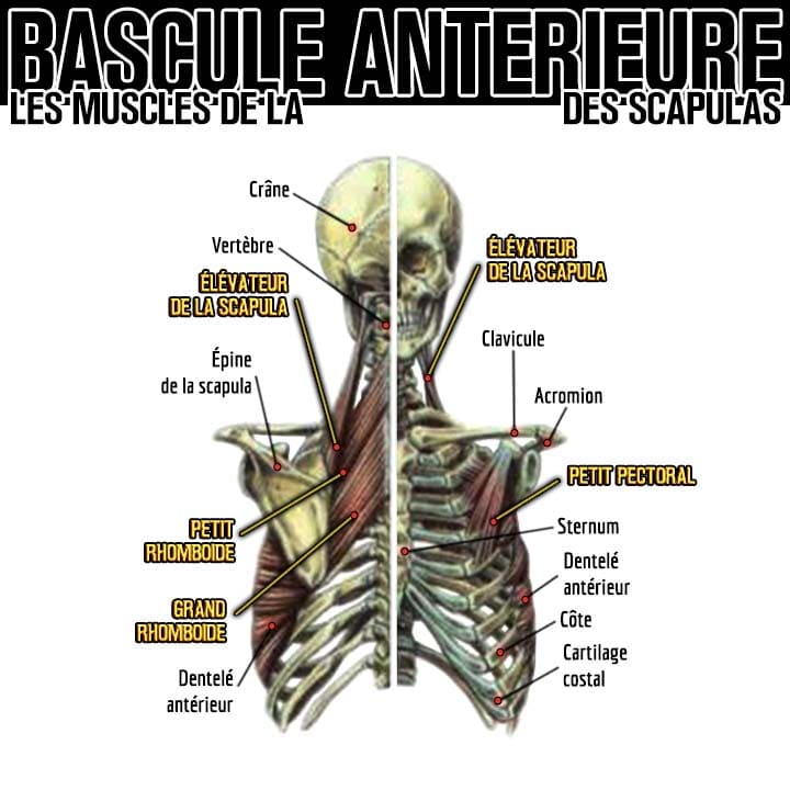Anatomie des muscles de la bascule antérieure des scapulas