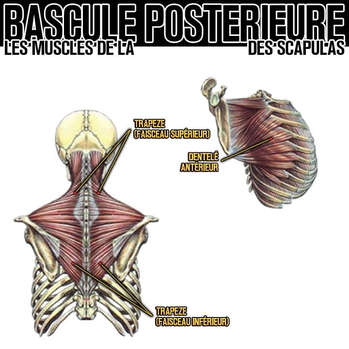 Anatomie des muscles de la bascule postérieure des scapulas