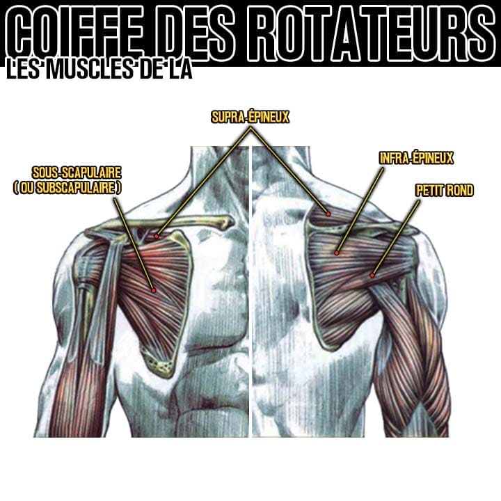 Anatomie des muscles de la coiffe des rotateurs