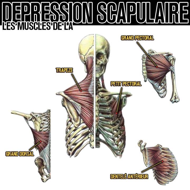 Anatomie des muscles de la dépression scapulaire