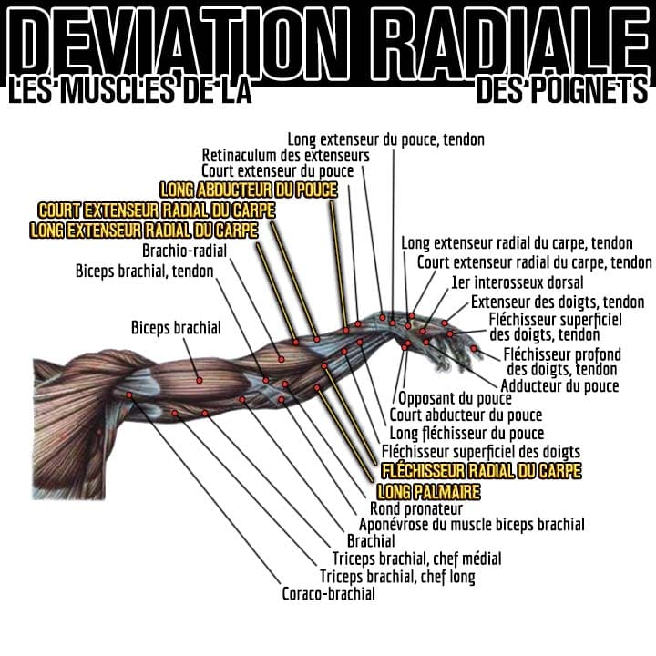 Anatomie des muscles de la déviation radiale du poignet