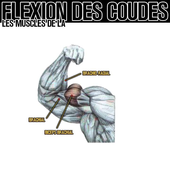 Anatomie des muscles de la flexion des coudes