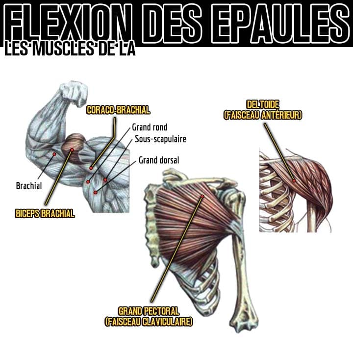 Anatomie des muscles de la flexion des épaules