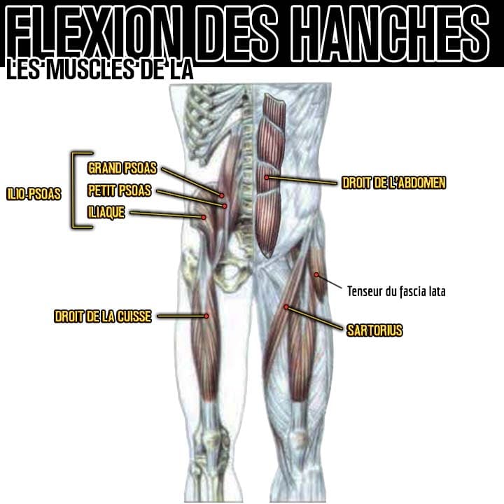 Anatomie des muscles de la flexion des hanches