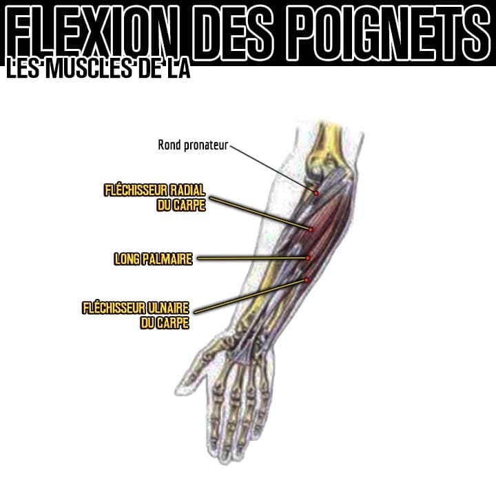 Anatomie des muscles de la flexion des poignets