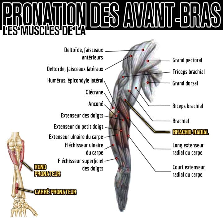 Anatomie des muscles de la pronation des avant-bras