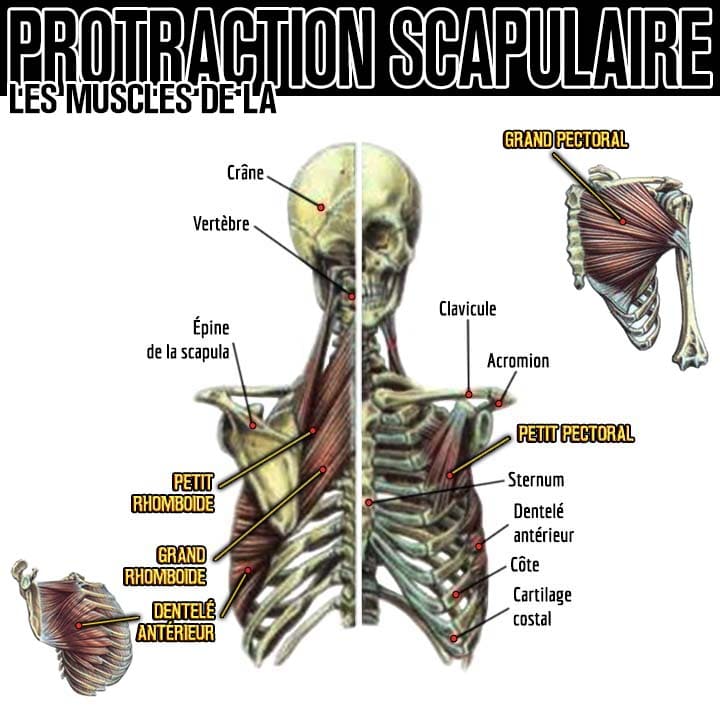 Anatomie des muscles de la protraction scapulaire