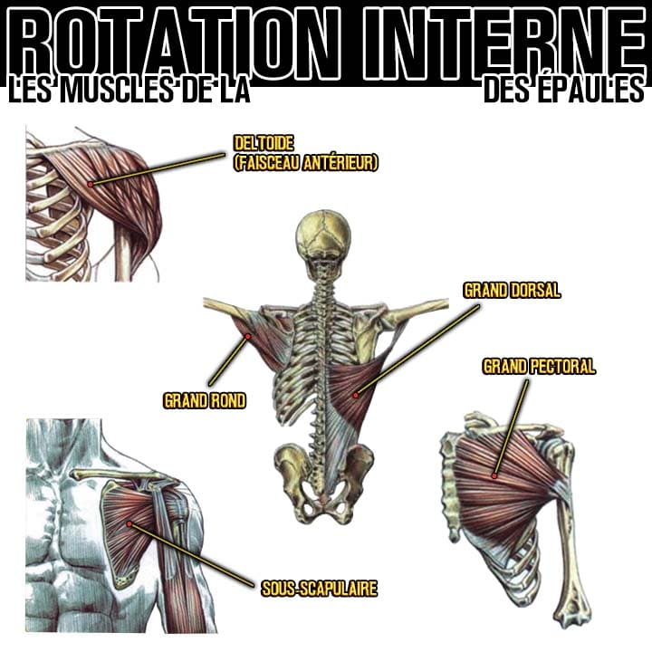 Anatomie des muscles de la rotation interne des épaules