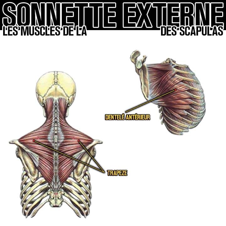 Anatomie des muscles de la sonnette externe des scapulas
