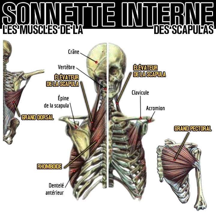 Anatomie des muscles de la sonnette interne des scapulas