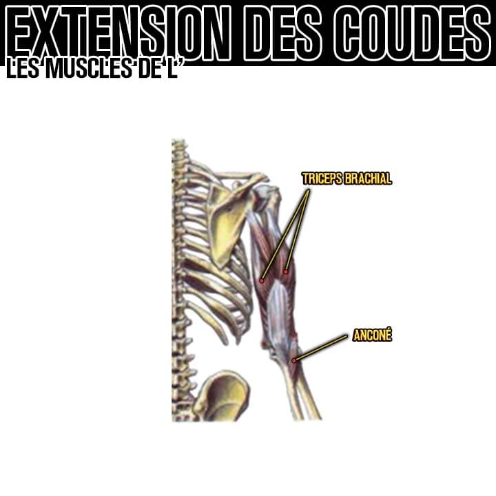 Anatomie des muscles de l'extension des coudes