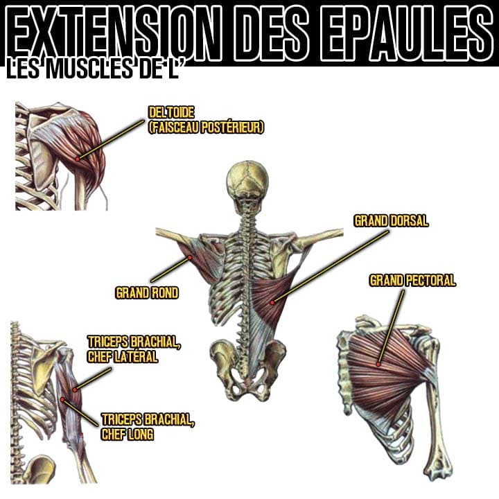 Anatomie des muscles de l'extension des épaules
