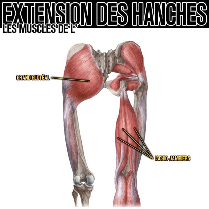 Anatomie des muscles de l'extension des hanches