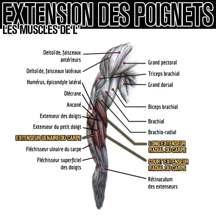 Anatomie des muscles de l'extension du poignet