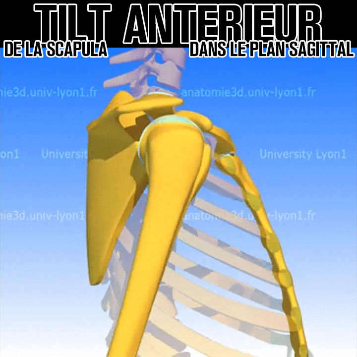Biomécanique de la bascule antérieure de la scapula
