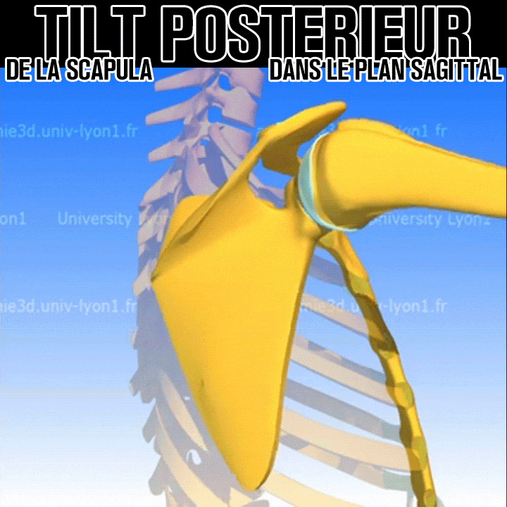 Biomécanique de la bascule postérieure de la scapula