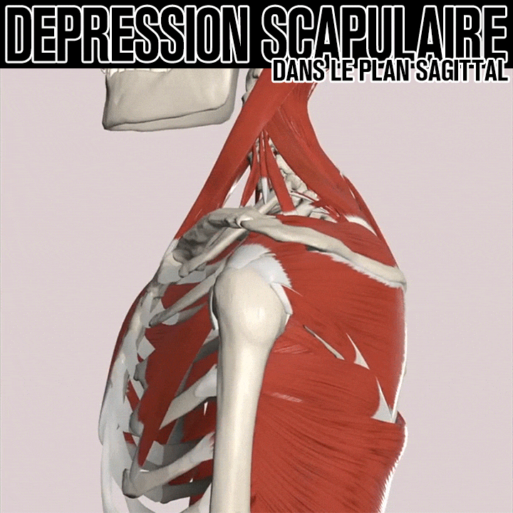 Biomécanique de la dépression scapulaire