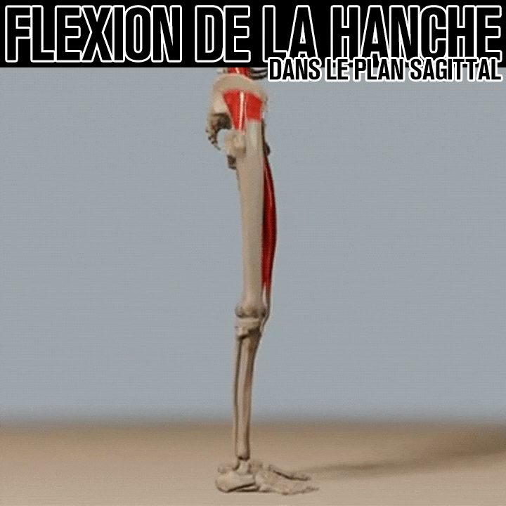 Biomécanique de la flexion de la hanche