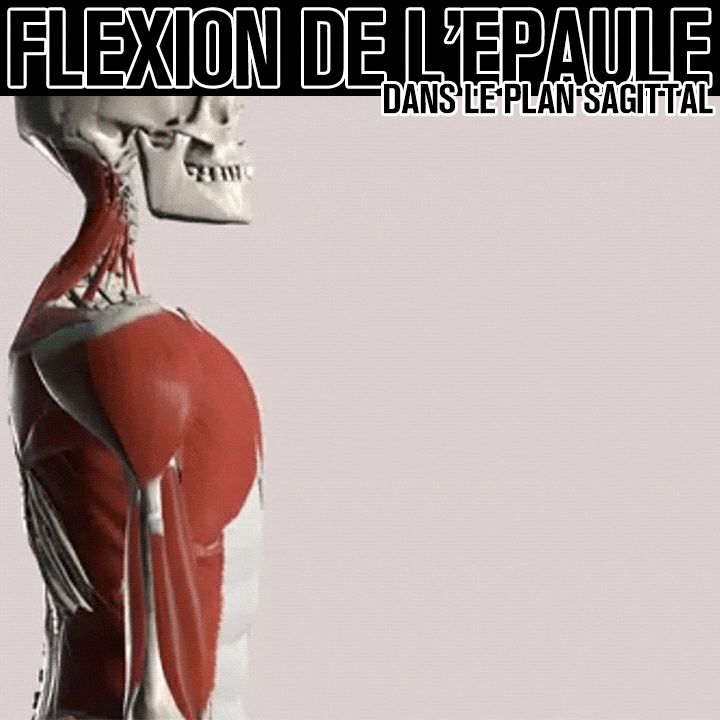Biomécanique de la flexion de l'épaule