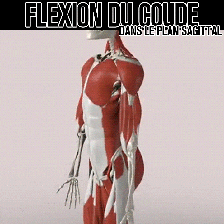 Biomécanique de la flexion du coude