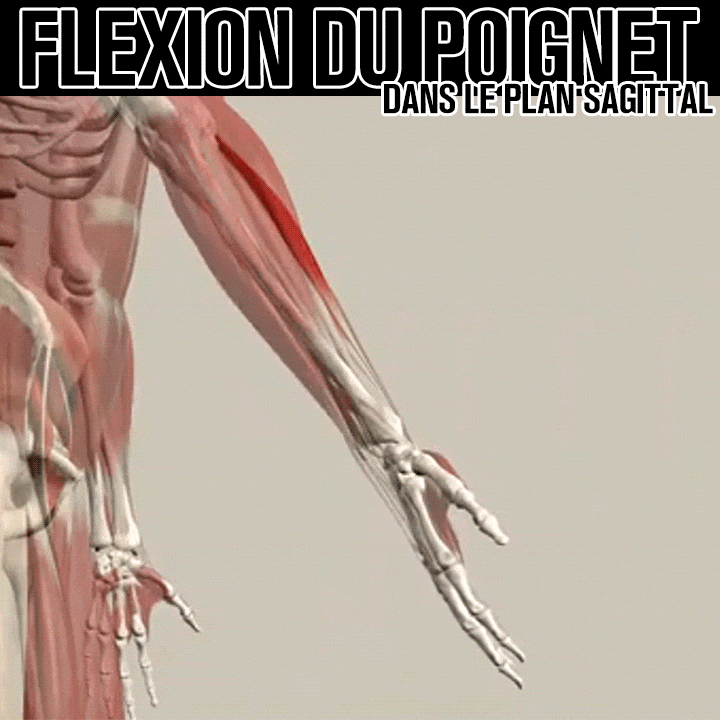 Biomécanique de la flexion du poignet