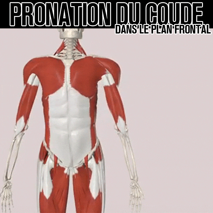 Biomécanique de la pronation du coude