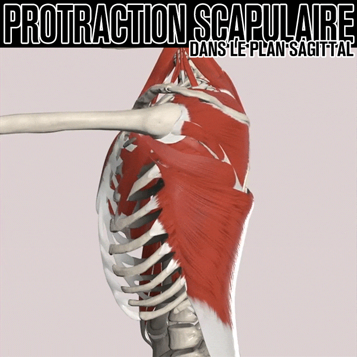 Biomécanique de la protraction scapulaire