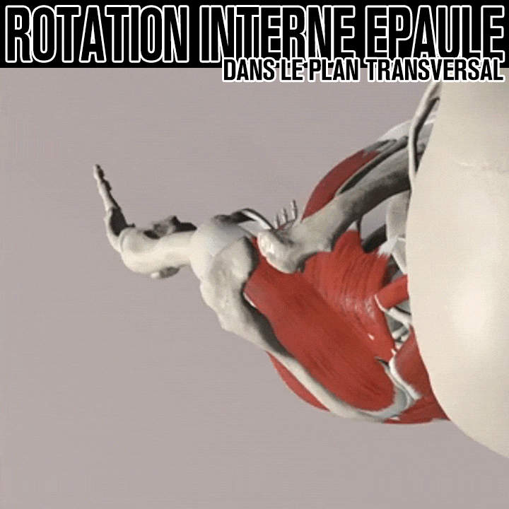 Biomécanique de la rotation interne de l'épaule dans le plan transversal
