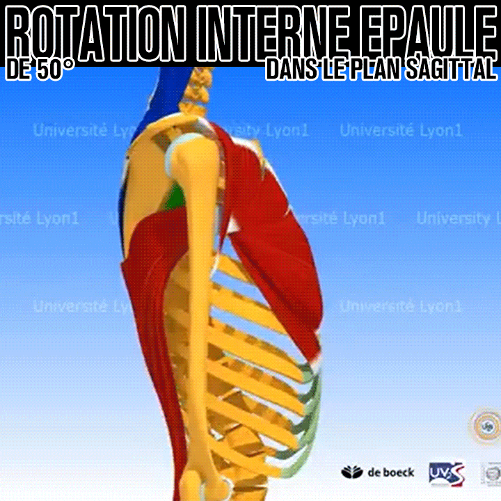 Biomécanique de la rotation interne de l'épaule de 50°