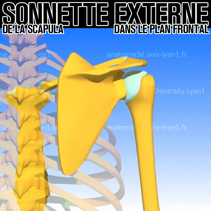 Biomécanique de la sonnette externe de la scapula
