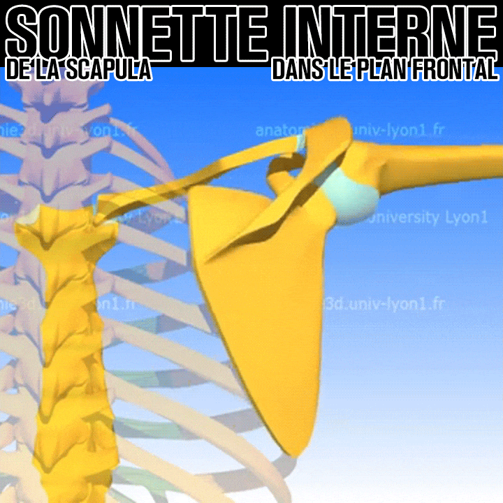Biomécanique de la sonnette interne de la scapula