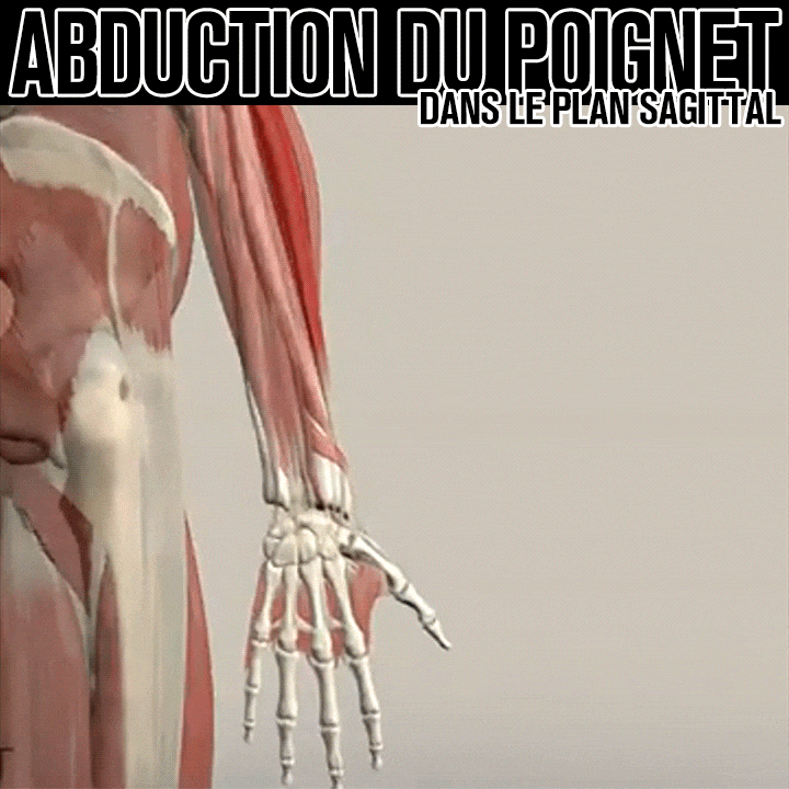 Biomécanique de l'abduction du poignet