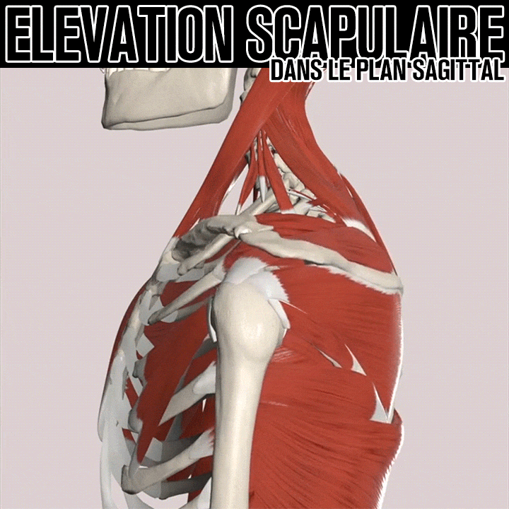 Biomécanique de l'élévation de la scapula