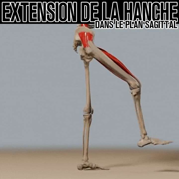 Biomécanique de l'extension de la hanche