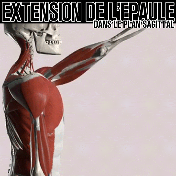 Biomécanique de l'extension de l'épaule