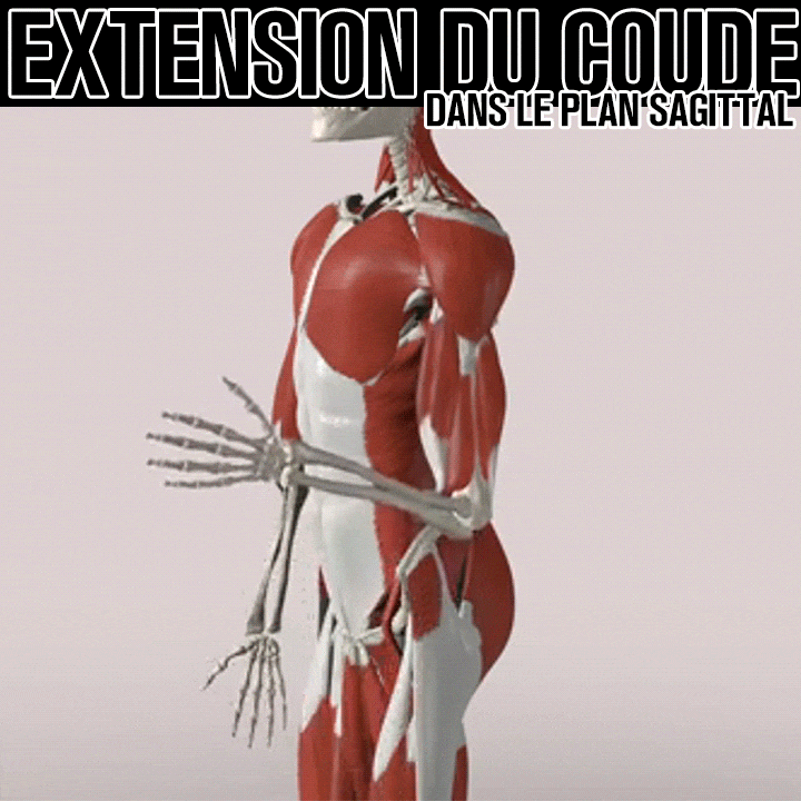 Biomécanique de l'extension du coude