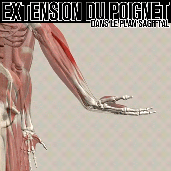 Biomécanique de l'extension du poignet